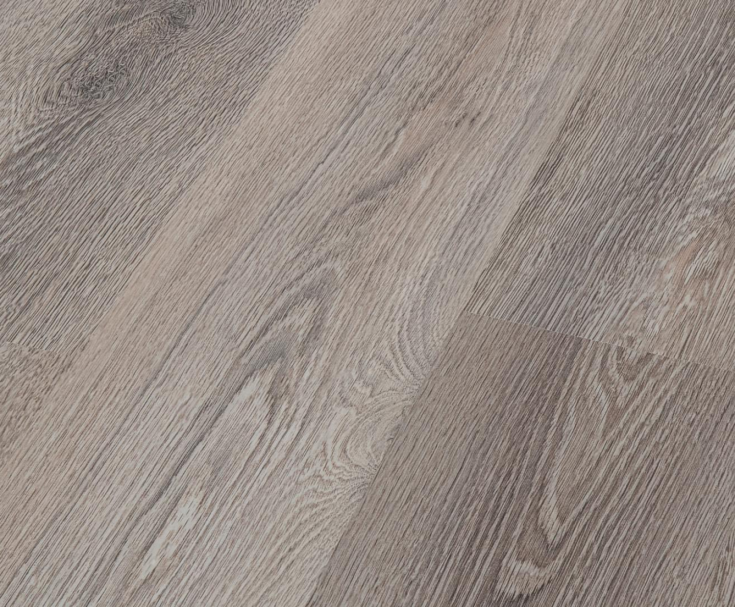 Дуб Суматра