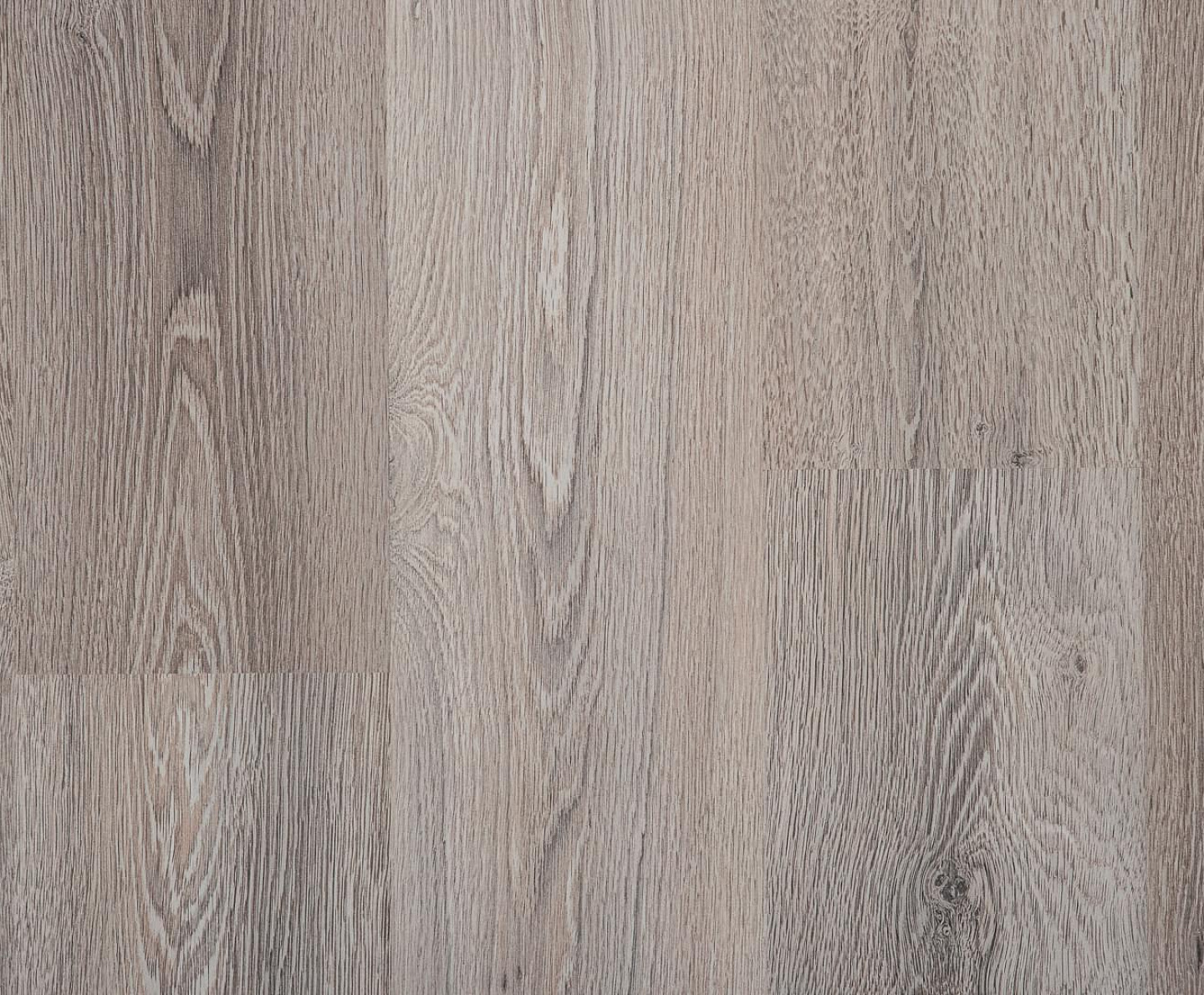 Дуб Суматра